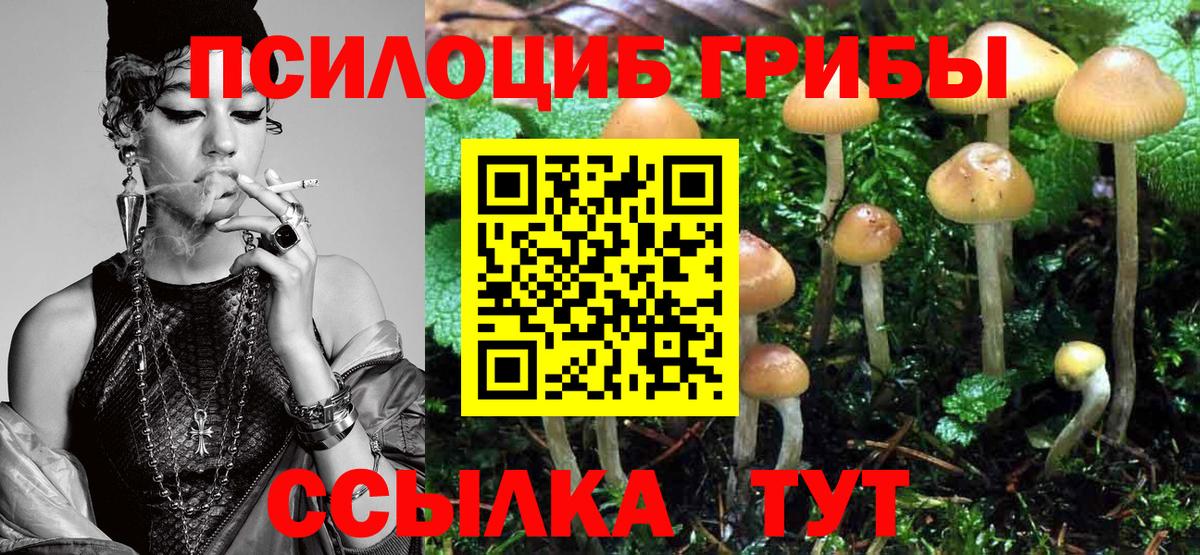 Псилоцибиновые грибы Psilocybe Зерноград